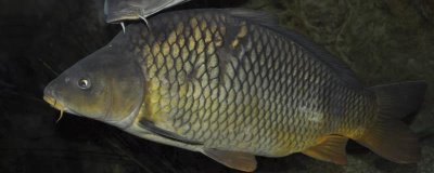 气温下降鲤鱼吃什么味型的饵料,甜饵及腥饵均可使用