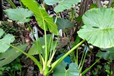 滴水观音叶子发黄的原因,可能是浇水不透彻或者盆土长期过湿