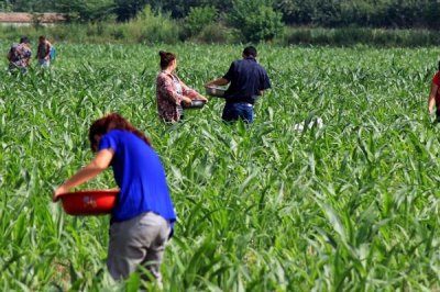 夏玉米中后期如何追施肥料，要施好拔节肥、施足水孕穗肥等