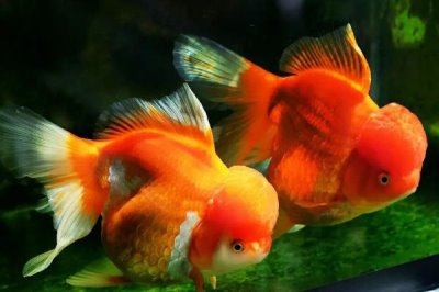 怎么治疗金鱼肠炎病,是细菌感染肠道引发的肠炎