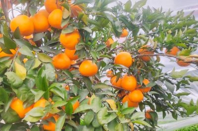 柑橘的主产地,主产于浙江、四川、湖南等省份