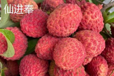 御金球荔枝品种的特性,生长势较强且裂果率低