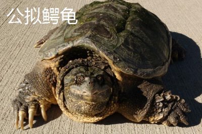 拟鳄龟最大能长到什么程度,人工饲养体长可达到30-45厘米左右