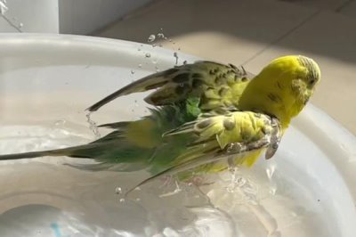 给鹦鹉洗澡要用热水还是冷水,不建议用太热或者太冷的水