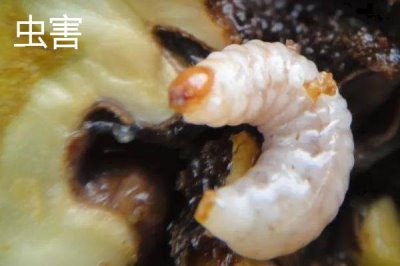 核桃常见病害怎么防治,需对症治疗