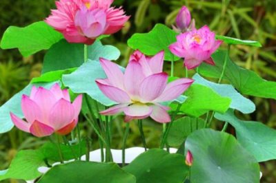 碗莲怎么养,一年四季都可以播种