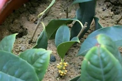 金桂的简介，属于木犀科常绿落叶大乔木