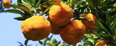 狮头柑和丑橘的区别,品种、别称和外观均不同