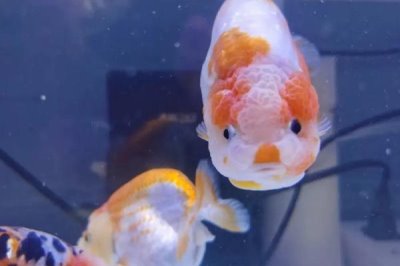 兰寿鱼对氧气的要求,水质较差容易死亡