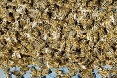 怎样刺激中蜂快速造脾,从温度、饲喂等方面着手