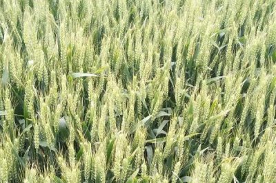 山农41号小麦品种简介,抽穗前后应及时防治麦蚜