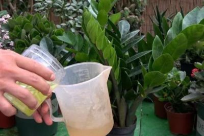 哪些植物可以使用硫酸亚铁肥料，包含山茶花、龟背竹、文竹等品种