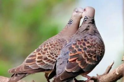 斑鸠能否人工养殖，办理相关证件即可养殖