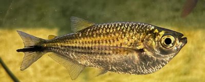 鱼是白天睡觉还是晚上睡觉，通常在晚上睡觉