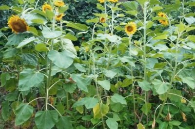 如何避免向日葵出现空籽，人工授粉可提高结实率