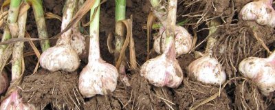 大蒜不出蒜苔的原因，可能是品种原因或缺乏养分所致