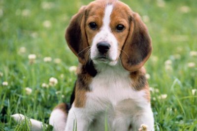 狗狗腿瘸的原因,可能是外伤、指甲过长或缺钙等