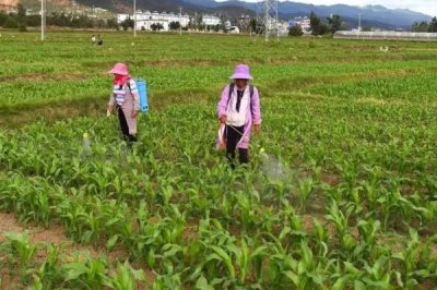玉米苗期可以喷哪种叶面肥,尿素、磷酸二氢钾等肥料均可使用