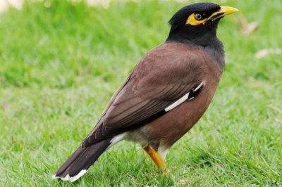 八哥拉稀怎么治疗,及时服用止泻药