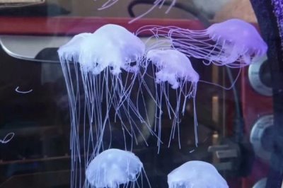 水母可以人工养殖吗,大多数的水母可以养殖