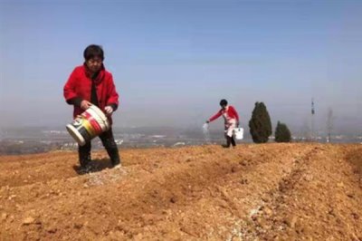 佛手瓜怎么种植，用温水浸种1小时再播种