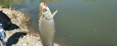 野钓鲫鱼怎么调漂，可重铅找底、半水调目等