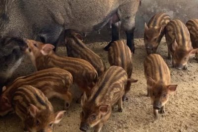 常见的野猪养殖误区,首先需注重猪种质量
