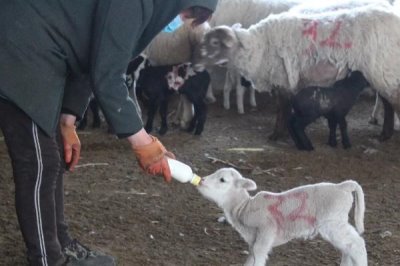 人工喂养羔羊的正确方法，必须坚持定人、定时、定温、定量的原则