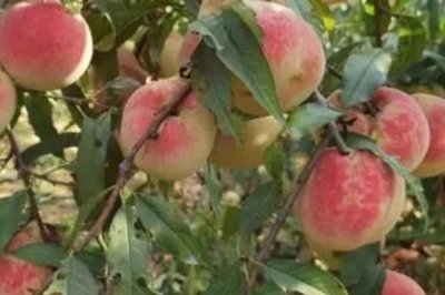 东丰冬桃的产地,分布于安徽、云南、贵州、四川等地