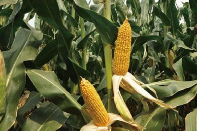 6G3567玉米品种简介,中抗灰斑病