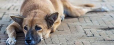 宠物低血糖应该怎么解决,首先要明白低血糖的原因再对症治疗