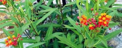 金凤花如何繁殖,在5月份播种为佳