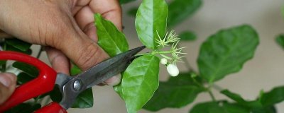 茉莉花花谢后该如何修剪，一定要及时将病虫枝剪除
