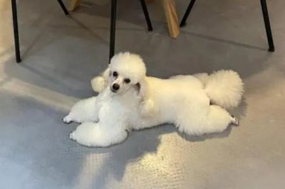 最好养的10种小型犬,包括泰迪犬、西施犬、柯基犬等品种