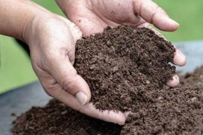 判断饼肥是否完成发酵的方法,轻微成团、散发出酵甜味便表示成功发酵