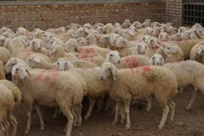 肉羊的养殖效益会受到哪些因素的影响,羊只的品种是首要因素