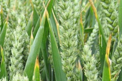 华垦麦23小麦种子特点，全生育期226.7天