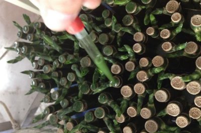 富贵竹的修剪方法,剪除弱芽、多余芽、高竹芽