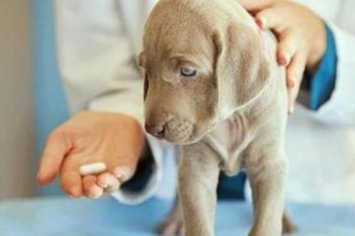 小狗拉肚子的原因，可能是喂养错误或得了肠胃病