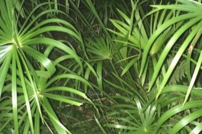 台湾竹的养殖注意事项，冬季休眠期做好控肥控水工作