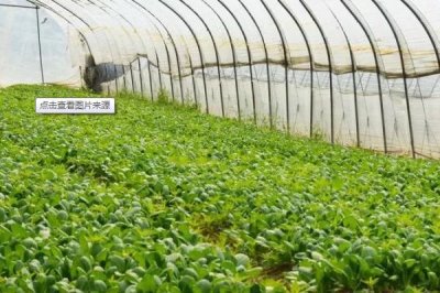 蔬菜大棚上起雾滴怎么办,可用有机硅兑水喷洒棚膜