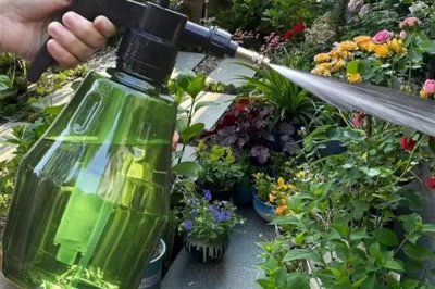 怎么养芍药花，要将其放在采光好的地方