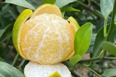 柑橘的主产地,主产于浙江、四川、湖南等省份