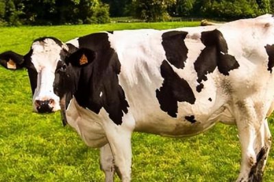 让奶牛同期发情的方式,以下三种方法任选