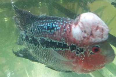 鱼类松鳞病,是细菌引起的鱼病