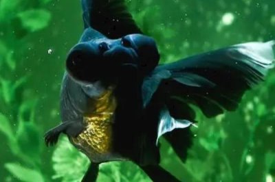 金鱼一般能活多久，一般能活到6、7岁