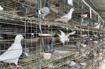 鸽子避光法的意思,是指人为减少光照强度