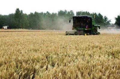 如何给低温麦田除草施药,要合理利用高温时段除草