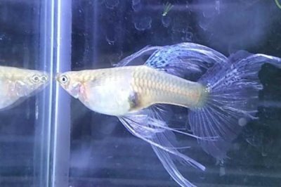 小孔雀鱼变色过程,会经历2个发色阶段