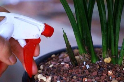 夏天兰花叶子发黄干枯的原因，可能是通风不良或积水闷根所致